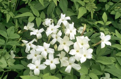 jasmine wild|jasmine shrubs varieties.